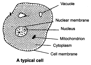 ncert-solutions-for-class-8-science-cell-structure-and-functions-1