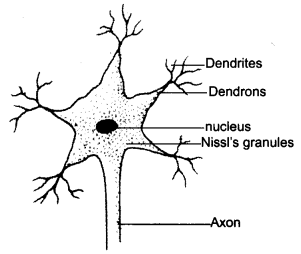 ncert-solutions-for-class-8-science-cell-structure-and-functions-2
