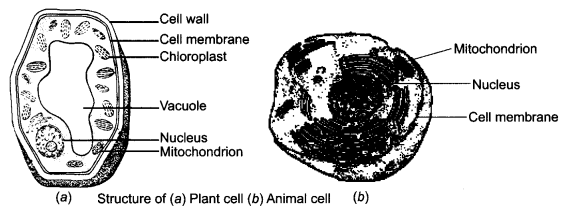 NCERT Solutions for Class 8 Science Chapter 8 Cell Structure and ...