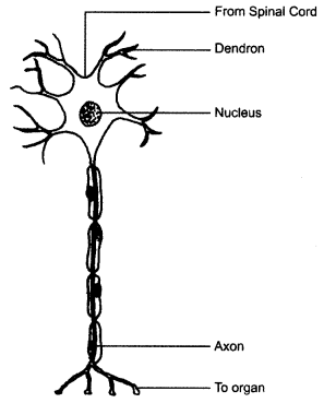 ncert-solutions-for-class-8-science-cell-structure-and-functions-4
