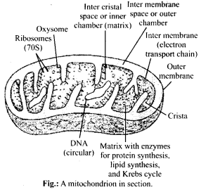 ncert-solutions-for-class-11-biology-cell-the-unit-of-life-1