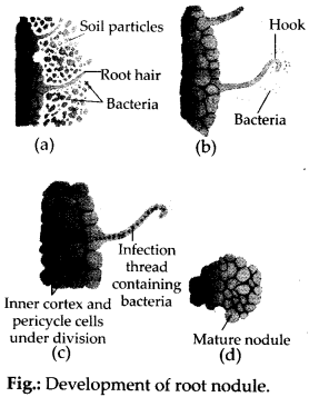 ncert-solutions-for-class-11-biology-mineral-nutrition-1