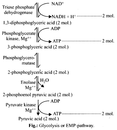 ncert-solutions-for-class-11-biology-respiration-in-plants-2-11