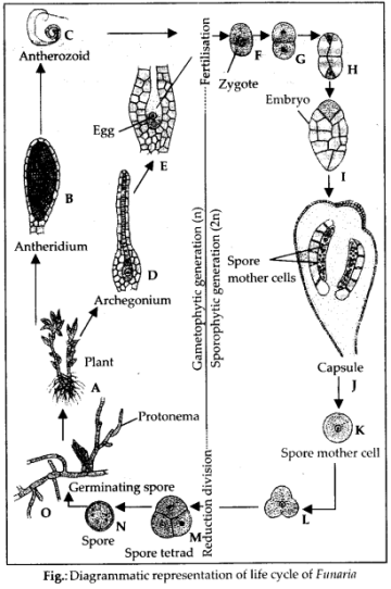 NCERT Solutions For Class 11 Biology Plant Kingdom - NCERTGUESS