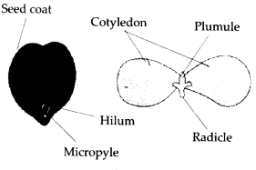 ncert-solutions-for-class-11-biology-morphology-of-flowering-plants-5