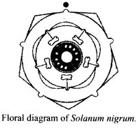 ncert-solutions-for-class-11-biology-morphology-of-flowering-plants-10