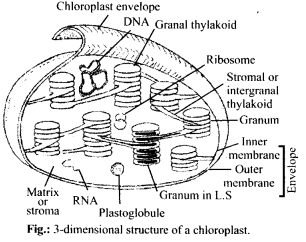ncert-solutions-for-class-11-biology-cell-the-unit-of-life-2