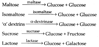 ncert-solutions-for-class-11-biology-digestion-and-absorption-8