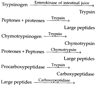 ncert-solutions-for-class-11-biology-digestion-and-absorption-13
