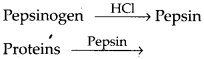 ncert-solutions-for-class-11-biology-digestion-and-absorption-11