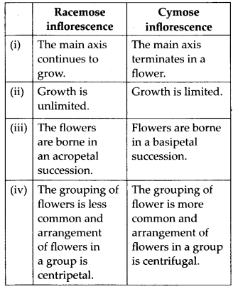 ncert-solutions-for-class-11-biology-morphology-of-flowering-plants-1
