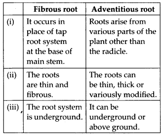 ncert-solutions-for-class-11-biology-morphology-of-flowering-plants-2