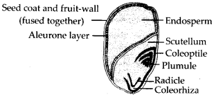 ncert-solutions-for-class-11-biology-morphology-of-flowering-plants-6