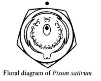ncert-solutions-for-class-11-biology-morphology-of-flowering-plants-8