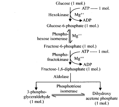 ncert-solutions-for-class-11-biology-respiration-in-plants-2-10