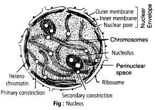 NCERT Solutions For Class 11 Biology Cell The Unit of Life - NCERTGUESS