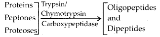 ncert-solutions-for-class-11-biology-digestion-and-absorption-1