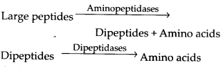ncert-solutions-for-class-11-biology-digestion-and-absorption-14