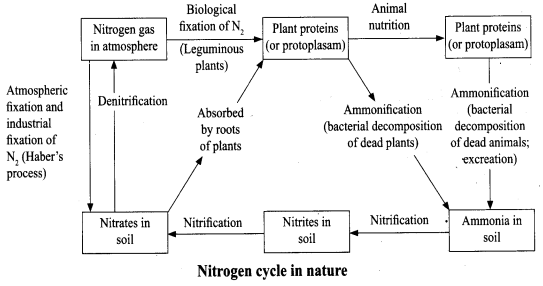 ncert-solutions-for-class-8-science-microorganisms-friend-and-foe-8