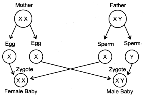 ncert-solutions-for-class-8-science-reaching-the-age-of-adolescence-1