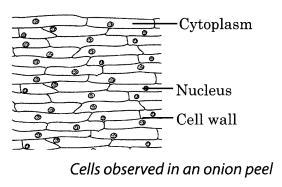 Cell Structure and Functions Class 8 Science NCERT Textbook Questions A3
