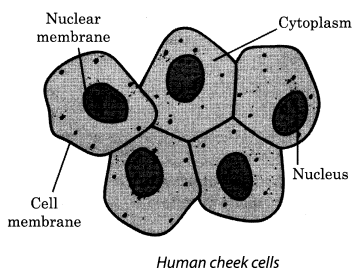 Cell Structure and Functions Class 8 Science NCERT Textbook Questions A4