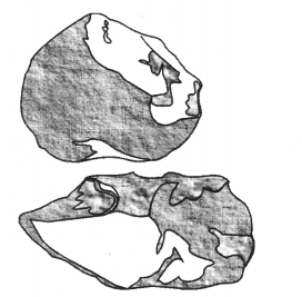 NCERT Solutions for Class 11 History 2